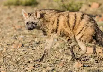 Aardwolf Hyde - AAA